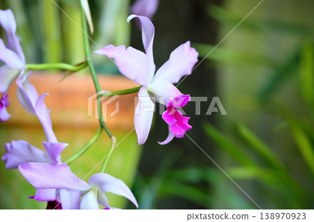 Elegant orchid flower, Laelia anceps 138970923