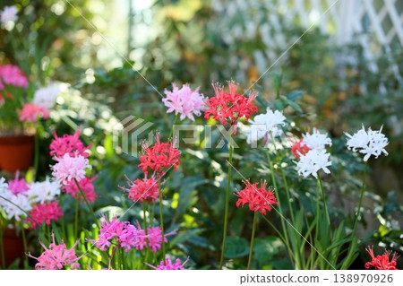 Nerine flower diamond lily 138970926