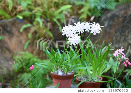 Nerine flower diamond lily Nerine flower diamond lily 138970930