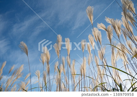 A view looking up at the ears of grain swaying in the autumn grassland against the blue sky. A view looking up at the ears of grain swaying in the autumn grassland against the blue sky. 138970958