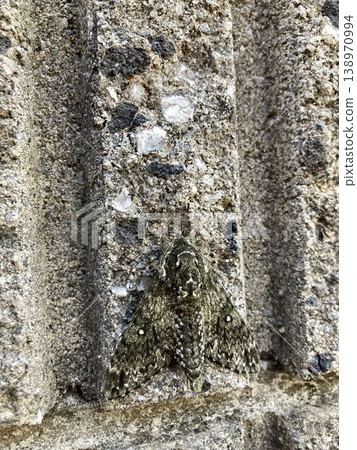 Mimicry: Sphinx moths and concrete walls Mimicry: Sphinx moths and concrete walls 138970994