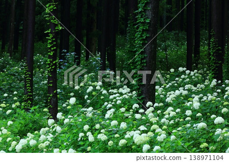 Hydrangeas blooming in the deep forest Hydrangeas blooming in the deep forest 138971104