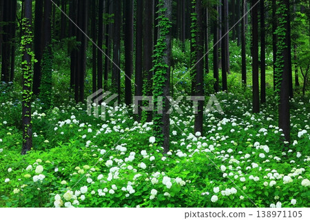 Hydrangeas blooming in the deep forest 138971105