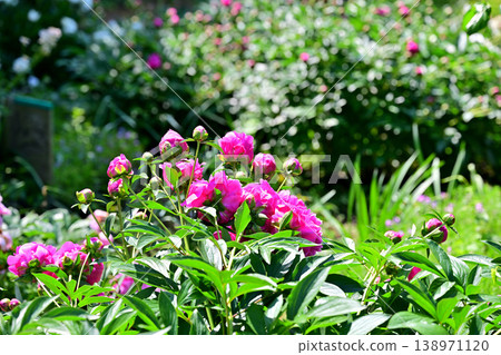 The season that colors spring: Red peonies in full bloom The season that colors spring: Red peonies in full bloom 138971120