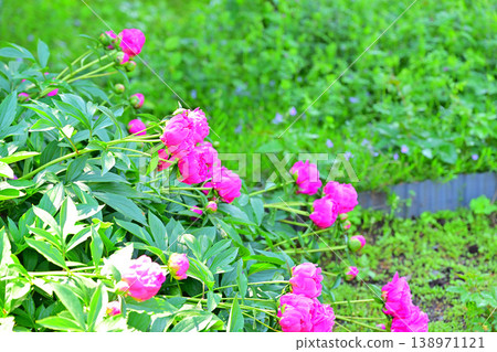 The season that colors spring: Red peonies in full bloom The season that colors spring: Red peonies in full bloom 138971121