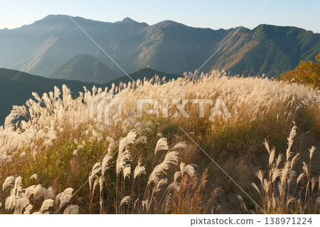 A beautiful autumn scene in Japan, with fields of pampas grass shining in the morning sun and a range of mountains illuminated by the light of dawn. 138971224