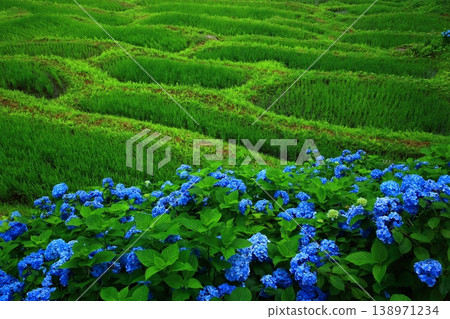 藍色繡球花 138971234
