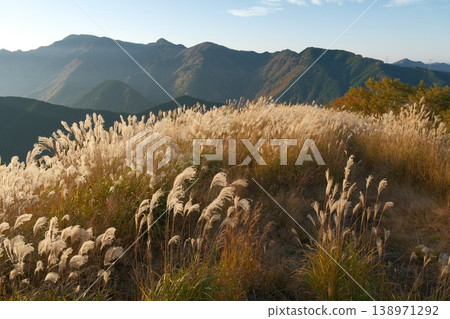晨曦中，金色的蒲葦草地在群山的映襯下閃閃發光，與黎明時分的群山交相輝映，構成了一幅清新怡人的秋日景象。 138971292