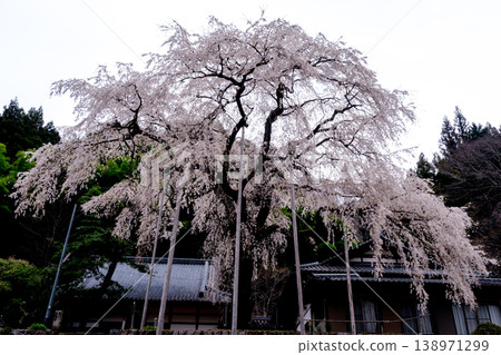 愛知縣豐田市大安寺遺址的垂枝櫻花盛開 138971299