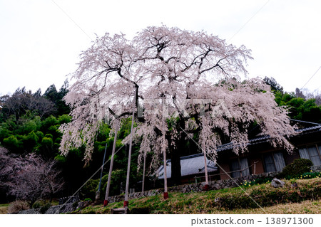 愛知縣豐田市大安寺遺址的垂枝櫻花盛開 愛知縣豐田市大安寺遺址的垂枝櫻花盛開 138971300