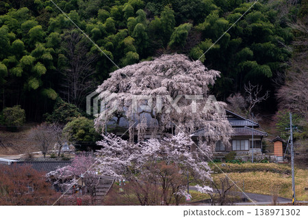 愛知縣豐田市大安寺遺址的垂枝櫻花盛開 愛知縣豐田市大安寺遺址的垂枝櫻花盛開 138971302