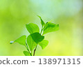 Bright, fresh green leaves in the forest Bright, fresh green leaves in the forest 138971315