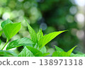 Bright, fresh green leaves in the forest Bright, fresh green leaves in the forest 138971318