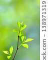 Young leaves sprouting in the bright, fresh green forest Young leaves sprouting in the bright, fresh green forest 138971319
