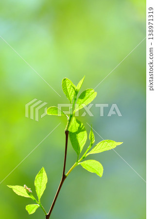 Young leaves sprouting in the bright, fresh green forest 138971319