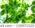 Bright, fresh green leaves in the forest Bright, fresh green leaves in the forest 138971320