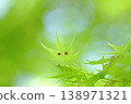 Young leaves of maple in the fresh green forest Young leaves of maple in the fresh green forest 138971321
