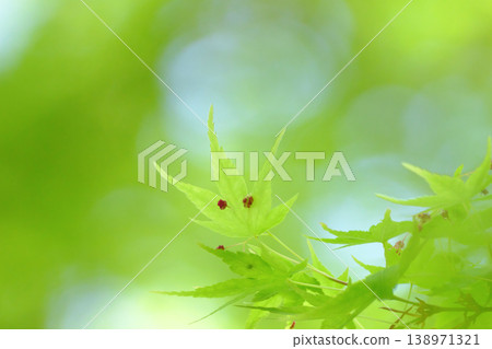 槭樹年輕葉子在新鮮的綠色森林裡 槭樹年輕葉子在新鮮的綠色森林裡 138971321