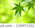 Young leaves of maple in the fresh green forest Young leaves of maple in the fresh green forest 138971322
