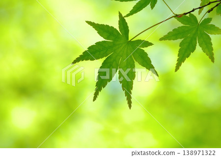 槭樹年輕葉子在新鮮的綠色森林裡 槭樹年輕葉子在新鮮的綠色森林裡 138971322
