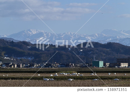 大天鵝飛越白山 大天鵝飛越白山 138971351