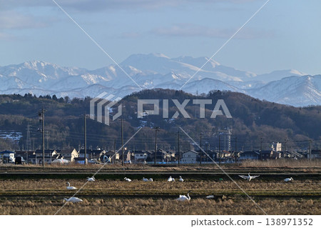 大天鵝飛越白山 138971352