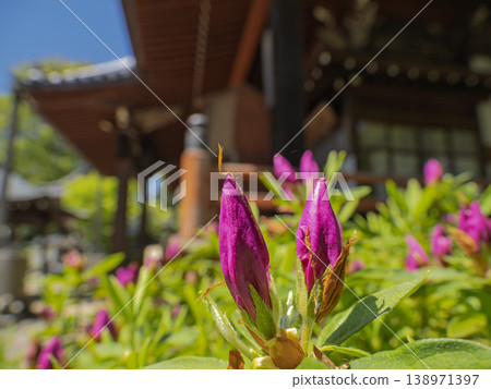 In the tranquil silence of Japan, azalea buds hold a glimmer of hope. In the tranquil silence of Japan, azalea buds hold a glimmer of hope. 138971397