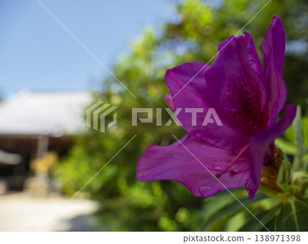 Spring in the ancient capital. Traditional gardens adorned with azaleas. Spring in the ancient capital. Traditional gardens adorned with azaleas. 138971398
