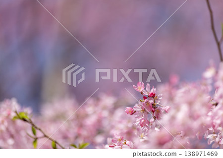 春意盎然，櫻花爛漫，構成柔和的春日景象。 138971469