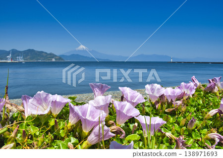 [Shizuoka Prefecture] Beach morning glories blooming on Miho Masaki Beach 138971693