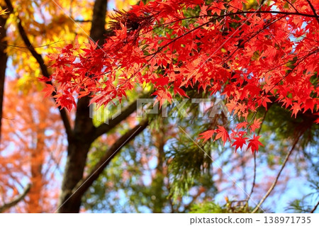 Vibrant autumn leaves of maple trees Vibrant autumn leaves of maple trees 138971735