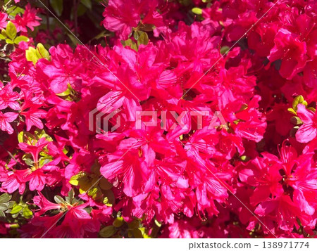 32 azaleas in full bloom with vibrant red flowers. 32 azaleas in full bloom with vibrant red flowers. 138971774