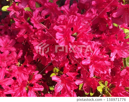 34株杜鵑花，花朵鮮紅艷麗，正值盛花期。 138971776