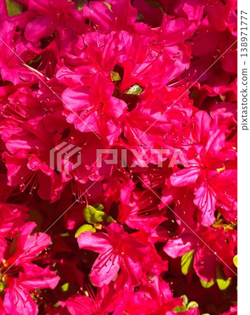 35 azaleas in full bloom with vibrant red flowers. 35 azaleas in full bloom with vibrant red flowers. 138971777