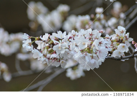 Cherry blossom Cherry blossom 138971834