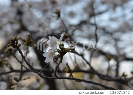 Cherry blossom Cherry blossom 138971842