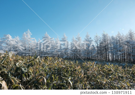 一幅美麗的冬季高原景觀,由三種顏色組成:藍天、覆滿霜的落葉松林和竹林。 一幅美麗的冬季高原景觀,由三種顏色組成:藍天、覆滿霜的落葉松林和竹林。 138971911