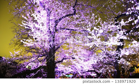 [Tokyo, Chidorigafuchi] Cherry blossoms are in full bloom, turning the sky pink. 138971920