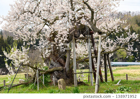 Chitose Cherry Tree in Yonezawa, Aizu, Fukushima Prefecture - Natural Monument Chitose Cherry Tree in Yonezawa, Aizu, Fukushima Prefecture - Natural Monument 138971952
