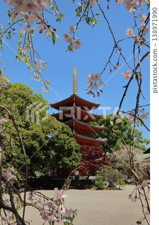 福岡市博多區東長寺的五重塔和櫻花。 福岡市博多區東長寺的五重塔和櫻花。 138971990