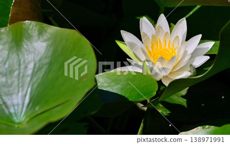 Water lilies, Shiroyama Park, Okegawa City, Saitama Prefecture Water lilies, Shiroyama Park, Okegawa City, Saitama Prefecture 138971991