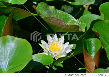 Water lilies, Shiroyama Park, Okegawa City, Saitama Prefecture 138972017