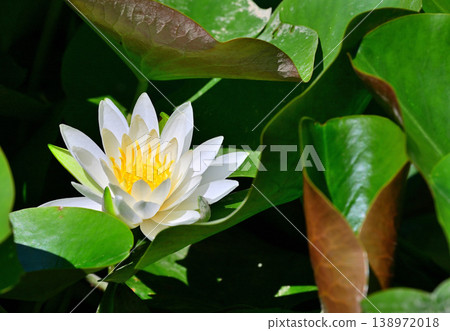 Water lilies, Shiroyama Park, Okegawa City, Saitama Prefecture 138972018