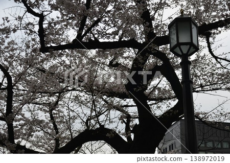 東京，千鳥淵：櫻花盛開，路燈閃爍 138972019