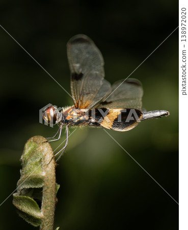 Yellow-striped Flutterer Dragonfly Yellow-striped Flutterer Dragonfly 138972020