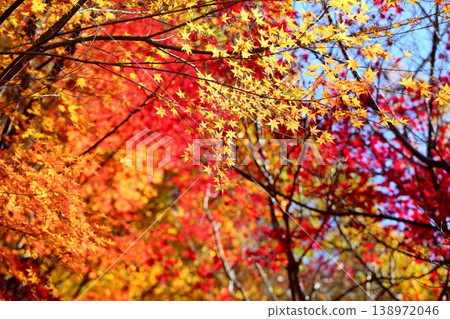 Vibrant yellow maple leaves Vibrant yellow maple leaves 138972046