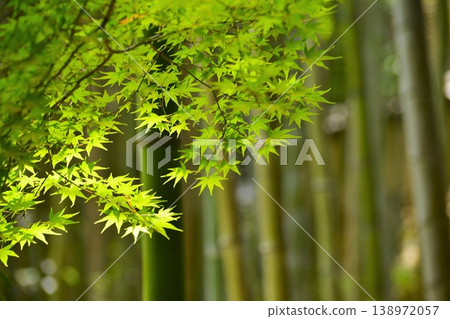 Green maple leaves in a bamboo grove Green maple leaves in a bamboo grove 138972057