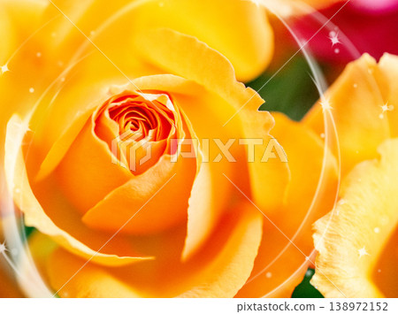 A close-up of a beautiful orange rose A close-up of a beautiful orange rose 138972152
