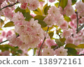 鶴見綠地公園的重瓣櫻花在春日的陽光下閃閃發光 138972161