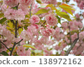 春天，鶴見綠地公園裡盛開著重瓣櫻花。 138972162